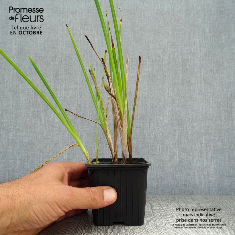 Exemplar von Schizostylis coccinea Alba - Spaltgriffel Kleine Töpfe von 7/8 cm wie im Herbst geliefert