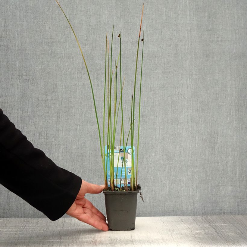 Exemplar von Schoenoplectus lacustris - Gewöhnliche Teichbinse Kleine Töpfe von 8/9 cm wie im Frühjahr geliefert