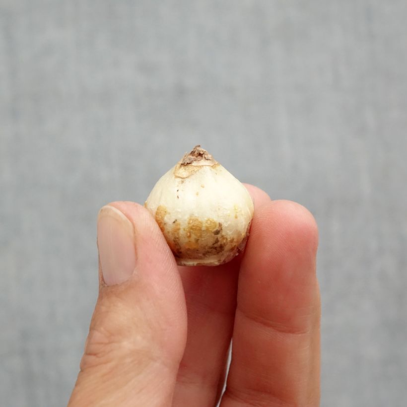 Exemplar von Scilla siberica Alba - Meerzwiebel Zwiebel Kaliber/Größe 8+ wie im Frühjahr geliefert