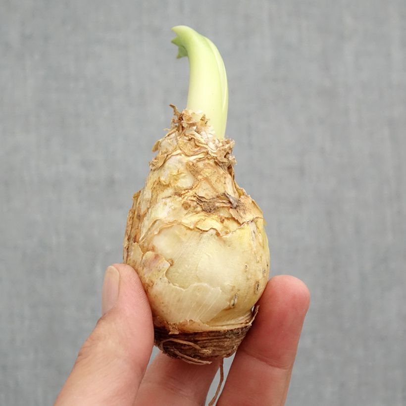 Exemplar von Scilla peruviana - Meerzwiebel Zwiebel Kaliber/Größe 16/18 wie im Frühjahr geliefert