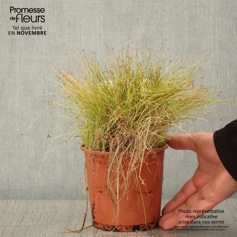 Exemplar von Scirpus cernuus Fiber Optic Grass - Frauenhaargras Topf mit 1L/1,5L wie im Herbst geliefert