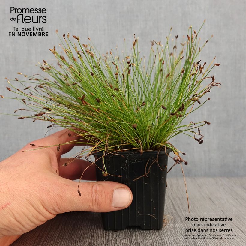 Exemplar von Scirpus cernuus Fiber Optic Grass - Frauenhaargras Kleine Töpfe von 7/8 cm wie im Herbst geliefert