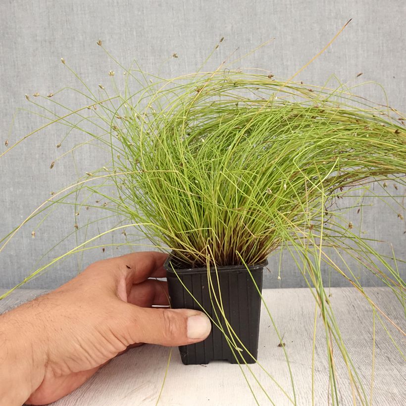 Exemplar von Scirpus cernuus Fiber Optic Grass - Frauenhaargras Kleine Töpfe von 7/8 cm wie im Sommer geliefert
