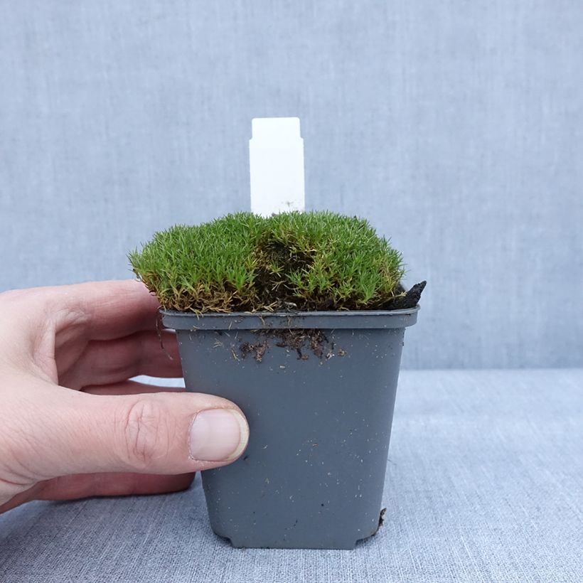 Exemplar von Scleranthus uniflorus Bronze - Knäuel Kleine Töpfe von 8/9 cm wie im Winter geliefert