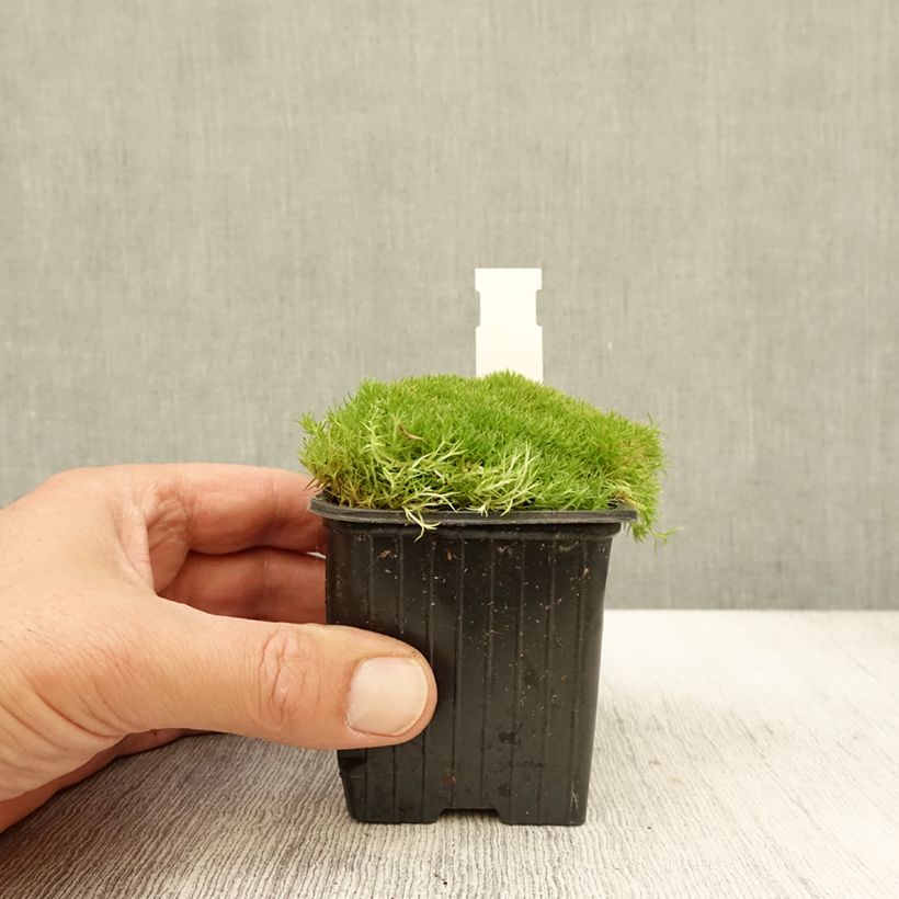 Exemplar von Scleranthus uniflorus - Knäuel Kleine Töpfe von 8/9 cm wie im Herbst geliefert