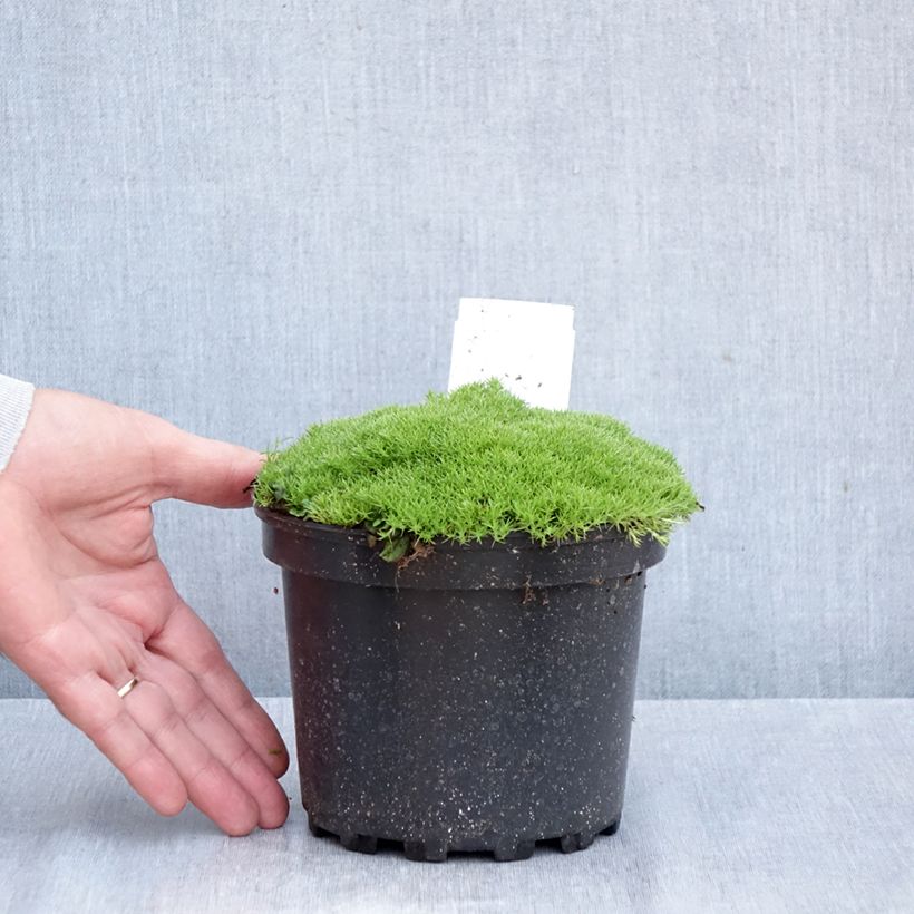 Exemplar von Scleranthus uniflorus - Knäuel Topf mit 1,5L/2L wie im Herbst geliefert