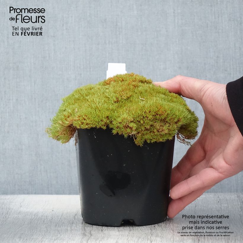 Exemplar von Scleranthus uniflorus - Knäuel Topf mit 1,5L/2L wie im Winter geliefert