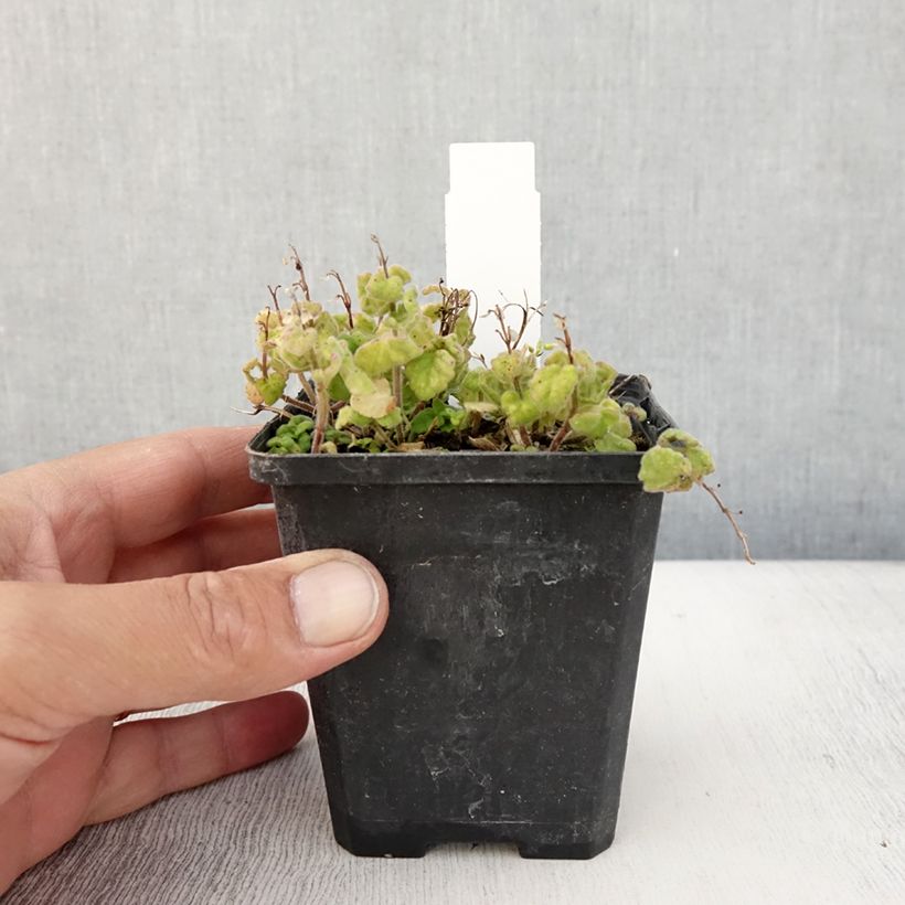 Exemplar von Scutellaria indica var. parviflora Parviflora - Helmkraut Kleine Töpfe von 8/9 cm wie im Sommer geliefert