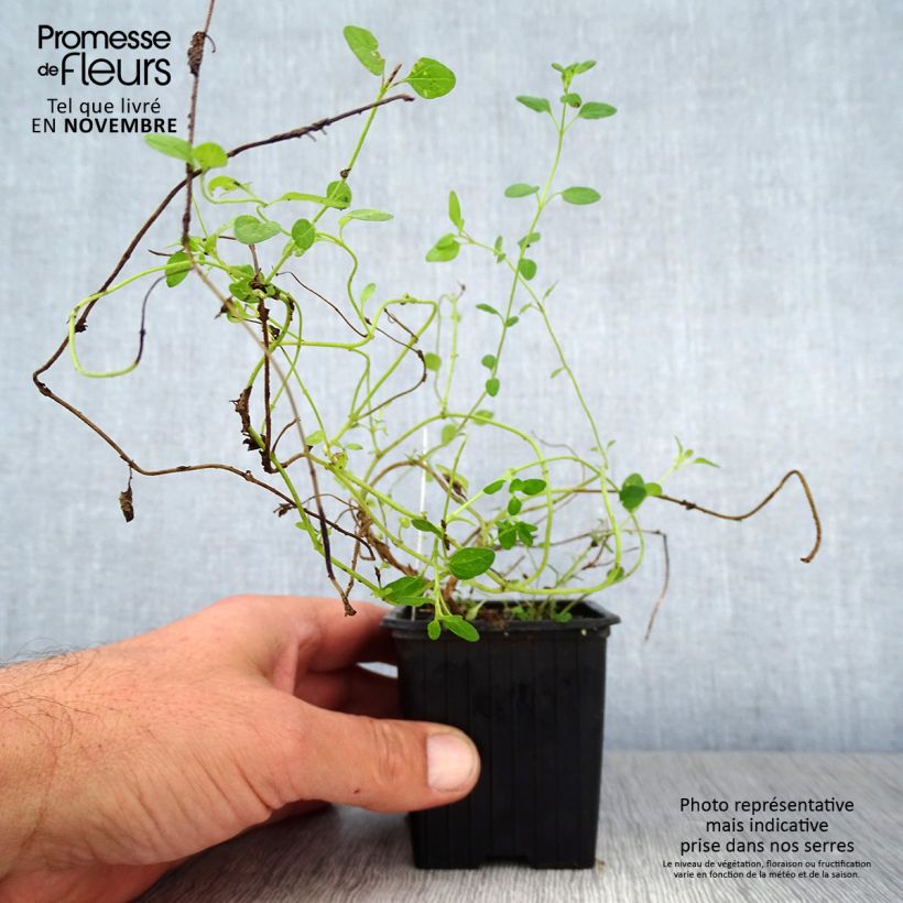 Exemplar von Scutellaria suffrutescens - Helmkraut Kleine Töpfe von 8/9 cm wie im Herbst geliefert
