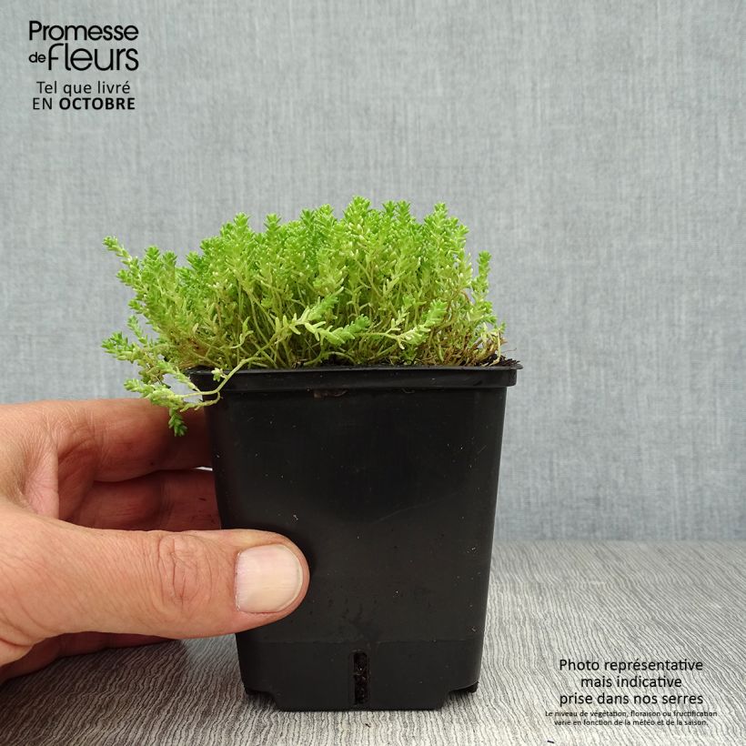Exemplar von Scharfer Mauerpfeffer Yellow Queen - Sedum acre Kleine Töpfe von 8/9 cm wie im Herbst geliefert