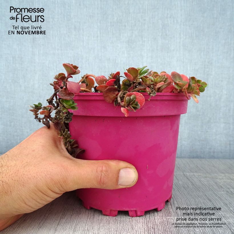 Exemplar von Fetthenne Coral Carpet - Sedum album Topf mit 2L/3L wie im Herbst geliefert