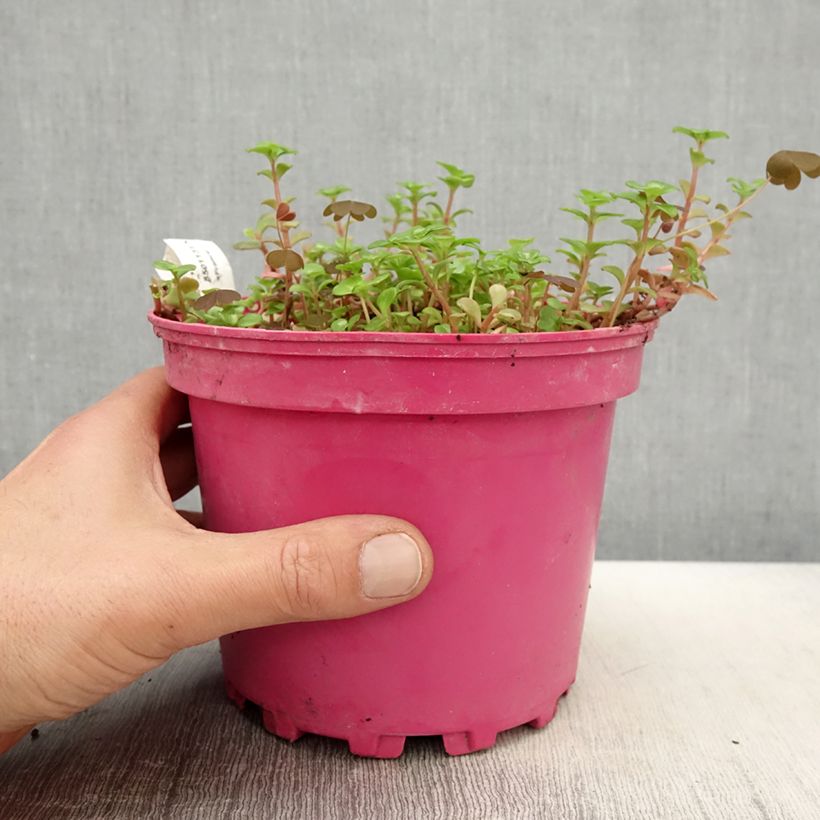 Exemplar von Fetthenne Coral Carpet - Sedum album Topf mit 2L/3L wie im Frühjahr geliefert