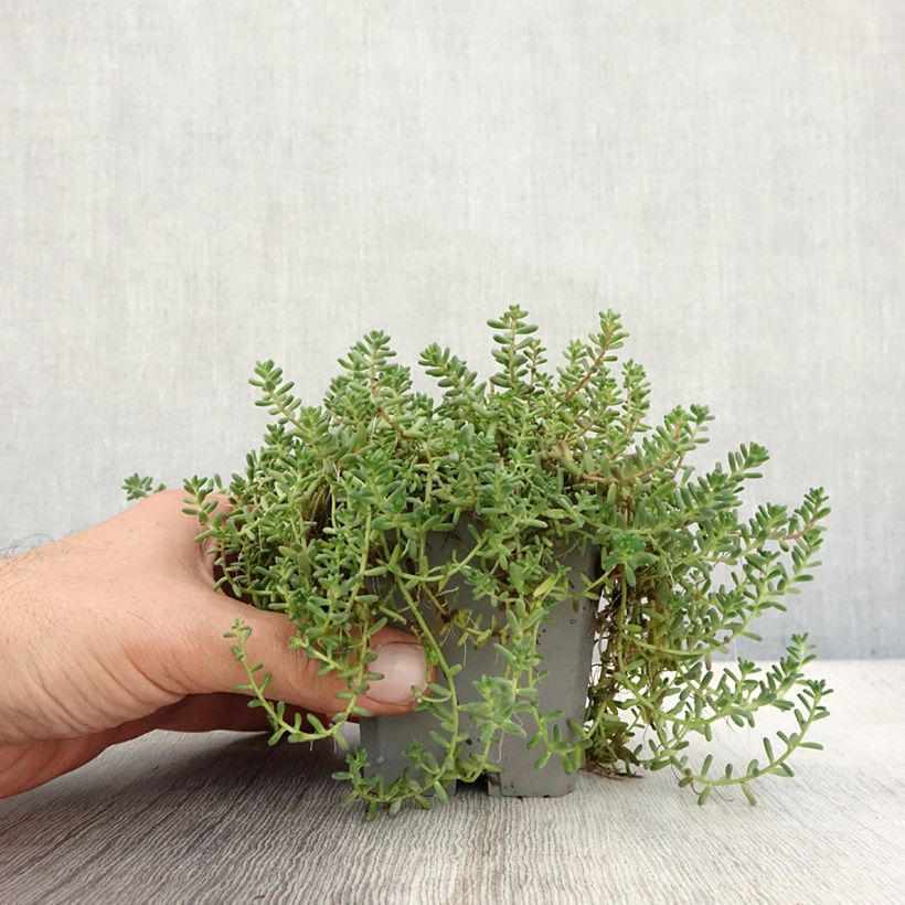 Exemplar von Fetthenne - Sedum album var. murale Kleine Töpfe von 8/9 cm wie im Herbst geliefert