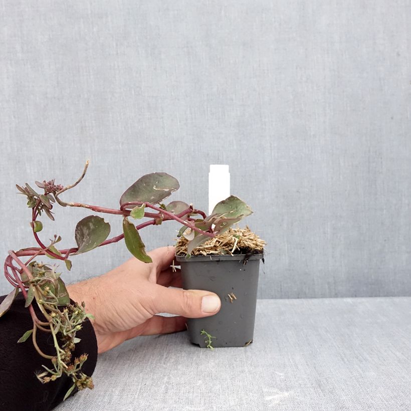 Exemplar von Fetthenne Black Knight - Sedum Kleine Töpfe von 7/8 cm wie im Herbst geliefert