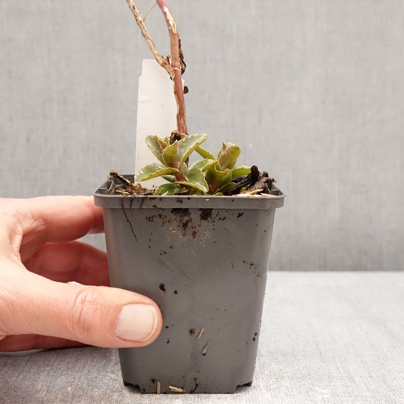 Exemplar von Fetthenne Black Knight - Sedum Kleine Töpfe von 7/8 cm wie im Winter geliefert