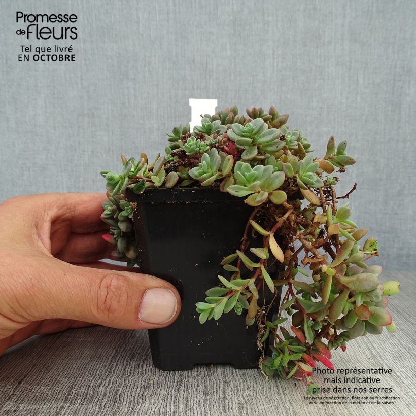 Exemplar von Fetthenne Lidakense - Sedum cauticola Kleine Töpfe von 8/9 cm wie im Herbst geliefert