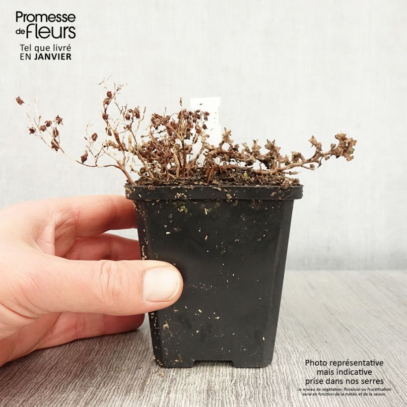 Exemplar von Fetthenne Lidakense - Sedum cauticola Kleine Töpfe von 8/9 cm wie im Winter geliefert