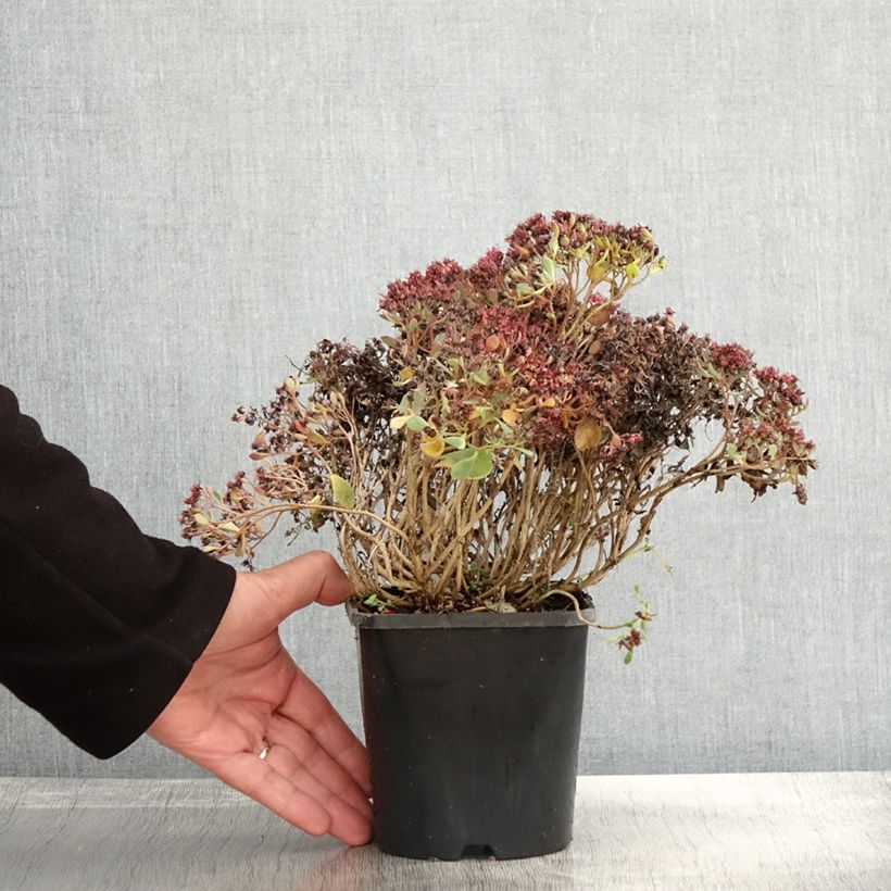 Exemplar von Fetthenne Lidakense - Sedum cauticola Topf mit 1,5L/2L wie im Herbst geliefert
