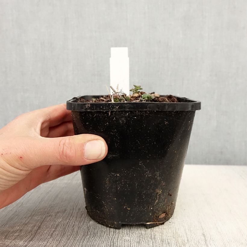 Exemplar von Fetthenne Lidakense - Sedum cauticola Topf mit 1,5L/2L wie im Frühjahr geliefert