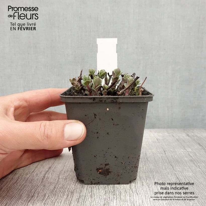 Exemplar von Fetthenne Robustum - Sedum cauticola Kleine Töpfe von 8/9 cm wie im Winter geliefert