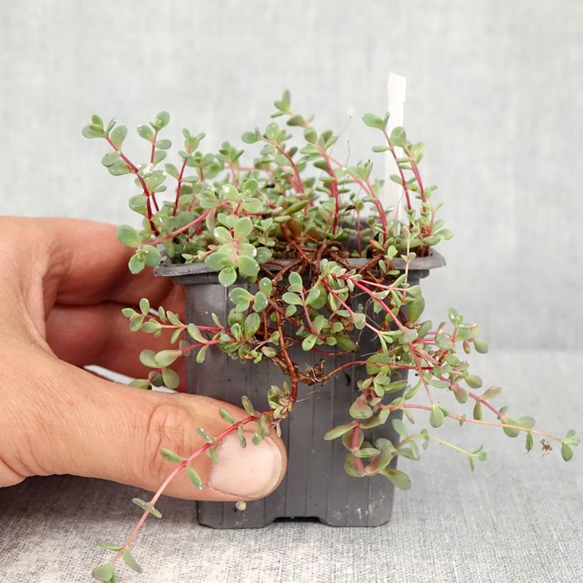 Exemplar von Fetthenne Rosenteppich - Sedum cyaneum Kleine Töpfe von 8/9 cm wie im Frühjahr geliefert