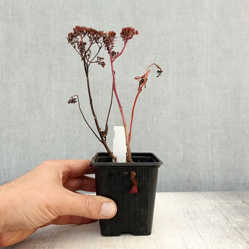 Exemplar von Fetthenne Dark Magic - Sedum telephium Kleine Töpfe von 8/9 cm wie im Herbst geliefert