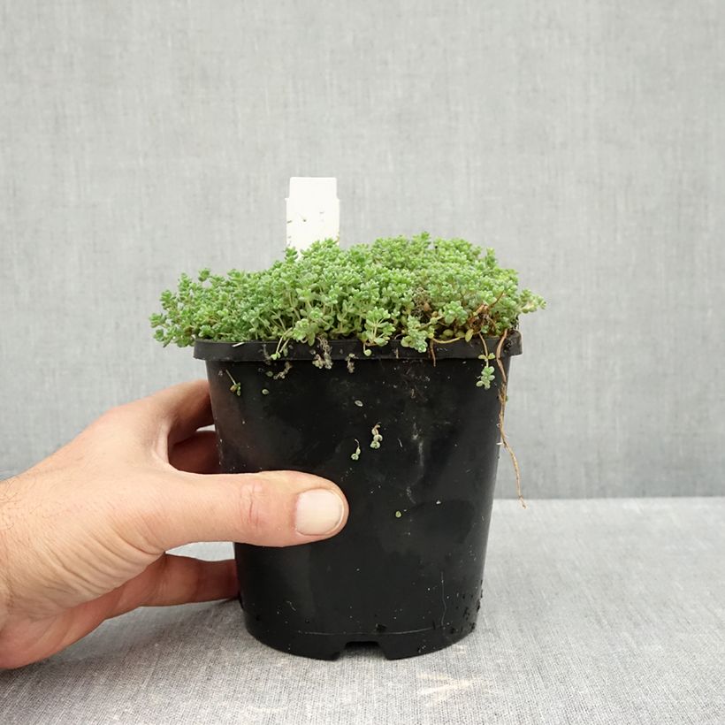 Exemplar von Fetthenne - Sedum dasyphyllum Topf mit 1,5L/2L wie im Herbst geliefert