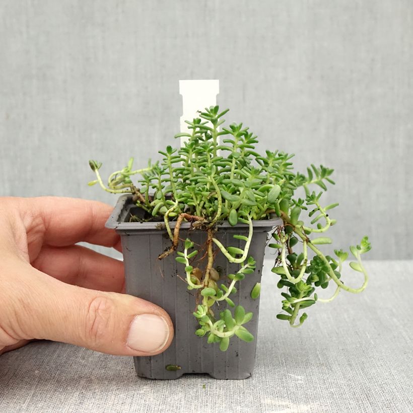 Exemplar von Fetthenne - Sedum divergens Kleine Töpfe von 8/9 cm wie im Herbst geliefert