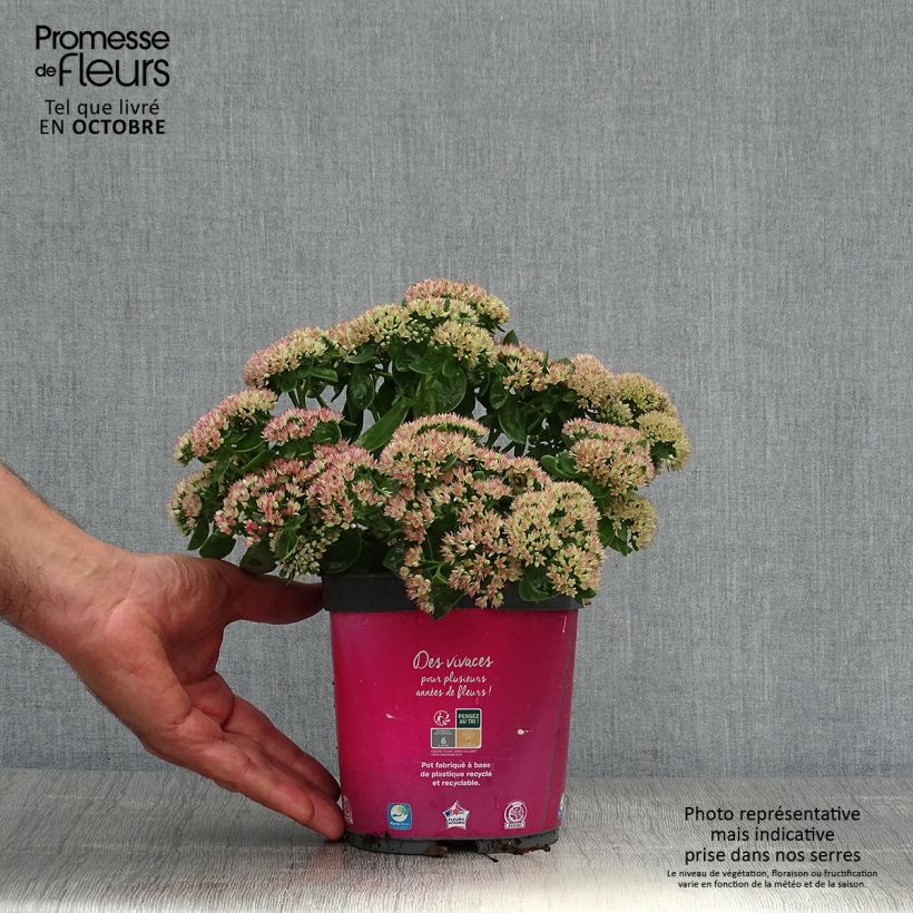 Exemplar von Fetthenne Herbstfreude - Sedum Topf mit 2L/3L wie im Herbst geliefert