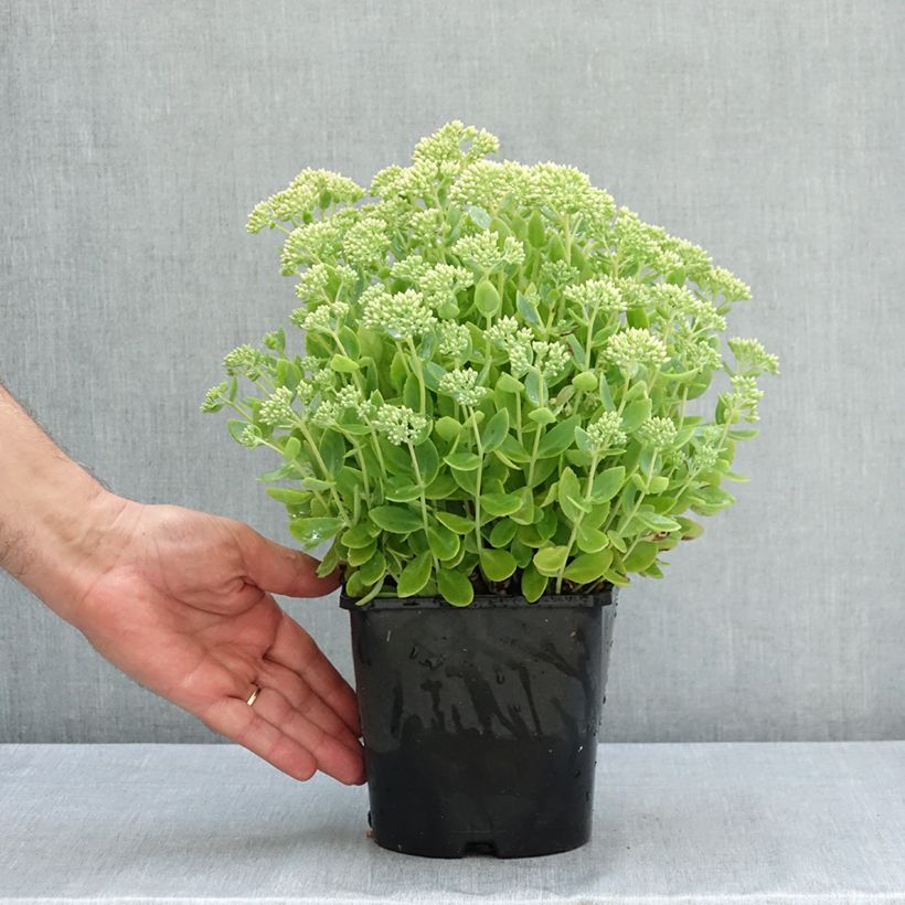 Exemplar von Fetthenne Thunderhead - Sedum telephium Topf mit 2L/3L wie im Sommer geliefert