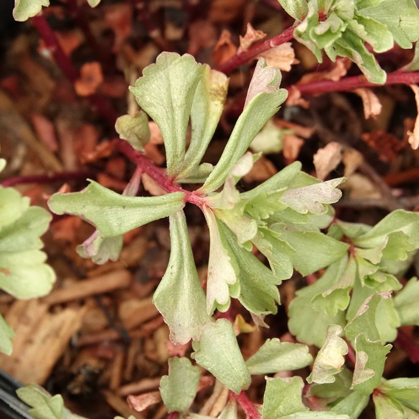 Fetthenne - Sedum kamtchaticum (Laub)