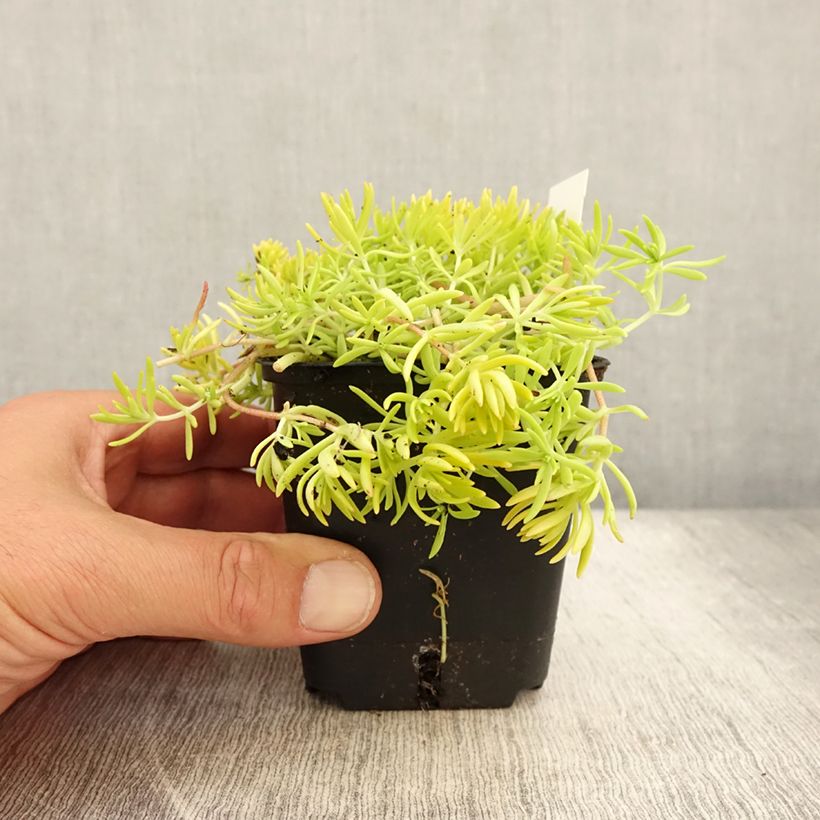 Exemplar von Fetthenne Lemon Ball - Sedum Kleine Töpfe von 8/9 cm wie im Sommer geliefert