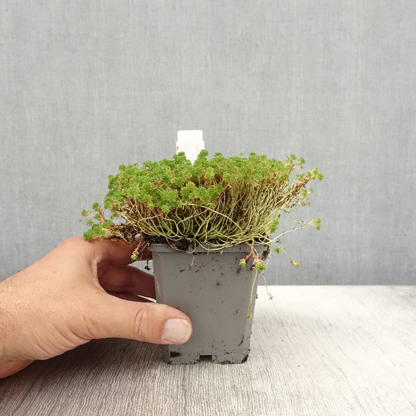 Exemplar von Fetthenne Glaucum - Sedum lydium Kleine Töpfe von 8/9 cm wie im Herbst geliefert