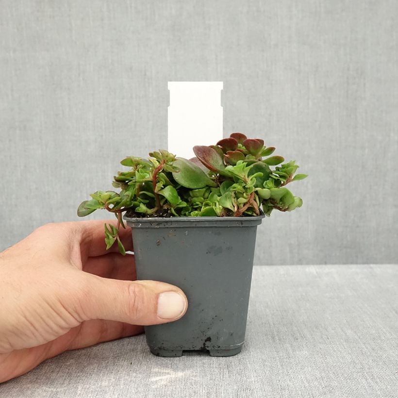 Exemplar von Fetthenne Lime - Sedum makinoi Kleine Töpfe von 7/8 cm wie im Herbst geliefert
