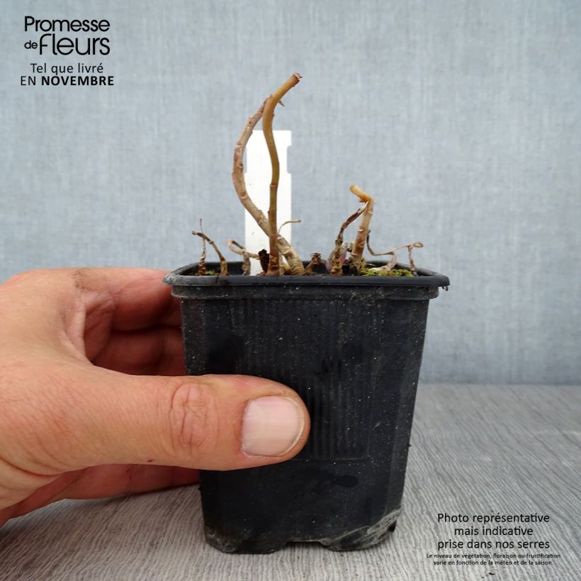 Exemplar von Fetthenne Marina - Sedum telephium Kleine Töpfe von 8/9 cm wie im Herbst geliefert
