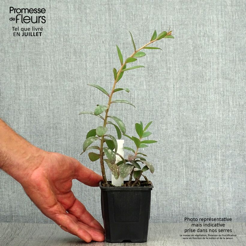 Exemplar von Fetthenne Marina - Sedum telephium Kleine Töpfe von 8/9 cm wie im Sommer geliefert