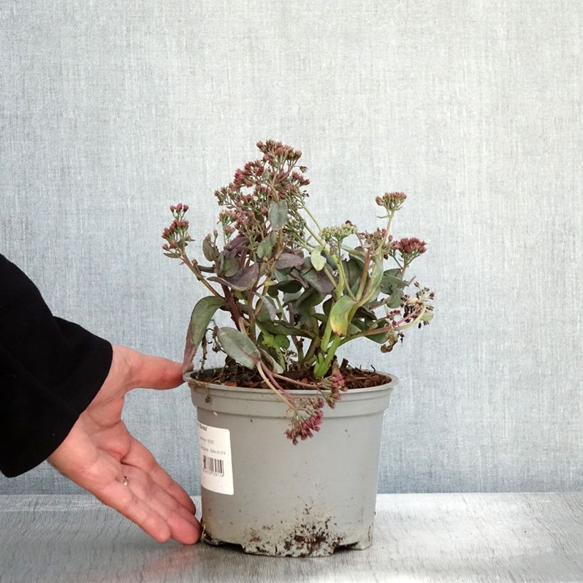 Exemplar von Fetthenne Marina - Sedum telephium Topf mit 2L/3L wie im Herbst geliefert