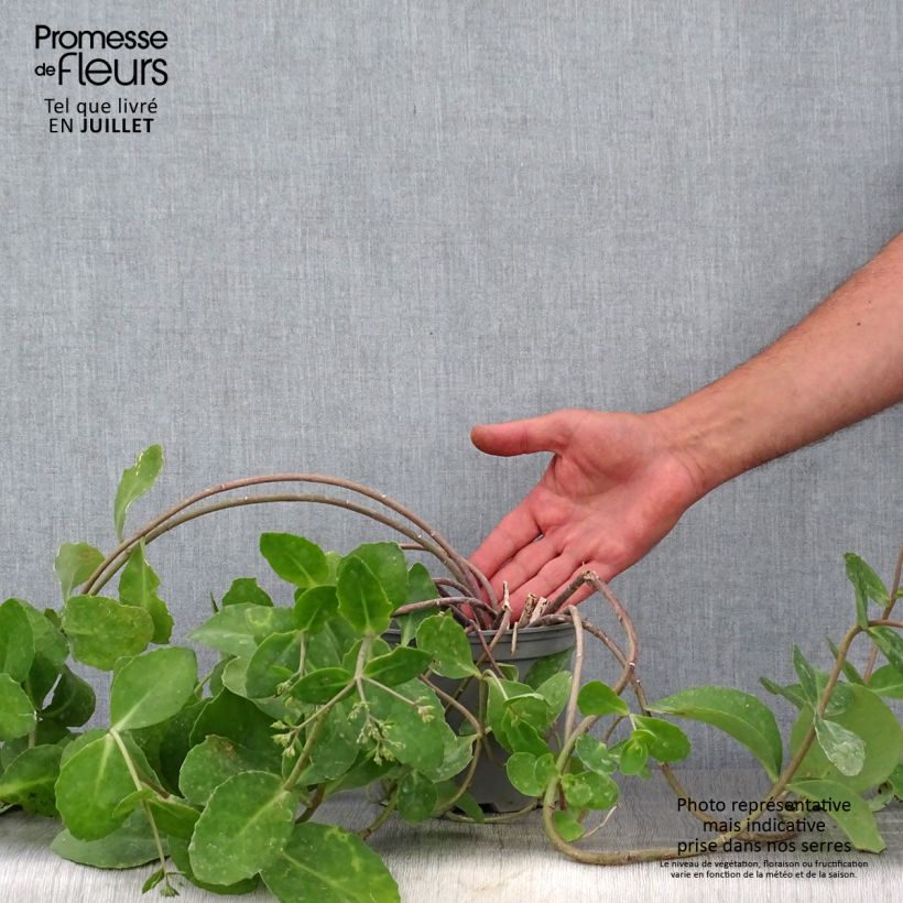 Exemplar von Fetthenne Marina - Sedum telephium Topf mit 2L/3L wie im Sommer geliefert