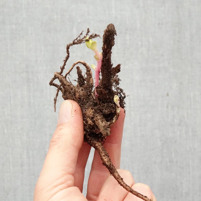 Exemplar von Fetthenne Matrona - Sedum Wurzelnackt wie im Winter geliefert