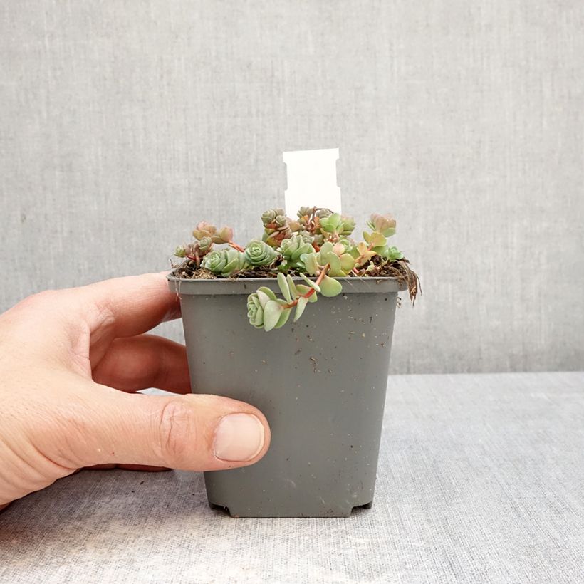 Exemplar von Fetthenne Rose - Sedum ewersii Kleine Töpfe von 8/9 cm wie im Frühjahr geliefert