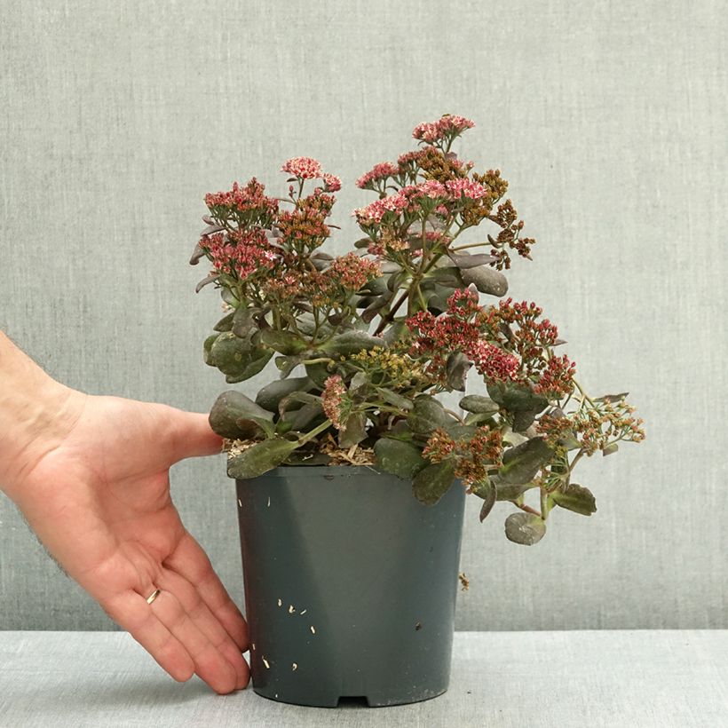 Exemplar von Fetthenne Touchdown Teak - Sedum telephium Topf mit 2L/3L wie im Sommer geliefert