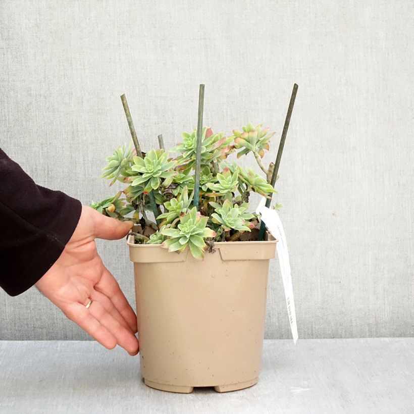Exemplar von Fetthenne - Sedum palmeri Topf mit 3L/4L wie im Herbst geliefert