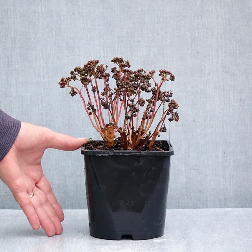 Exemplar von Fetthenne Peach Pearls - Sedum telephium Topf mit 1,5L/2L wie im Herbst geliefert