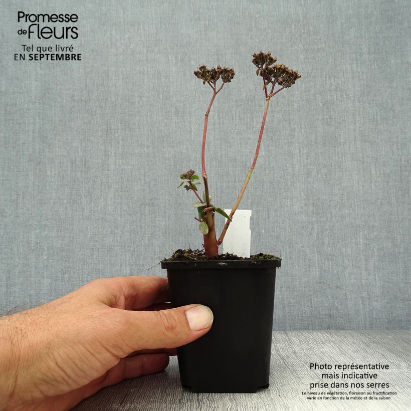 Exemplar von Fetthenne Purple Emperor - Sedum spectabile Kleine Töpfe von 8/9 cm wie im Herbst geliefert