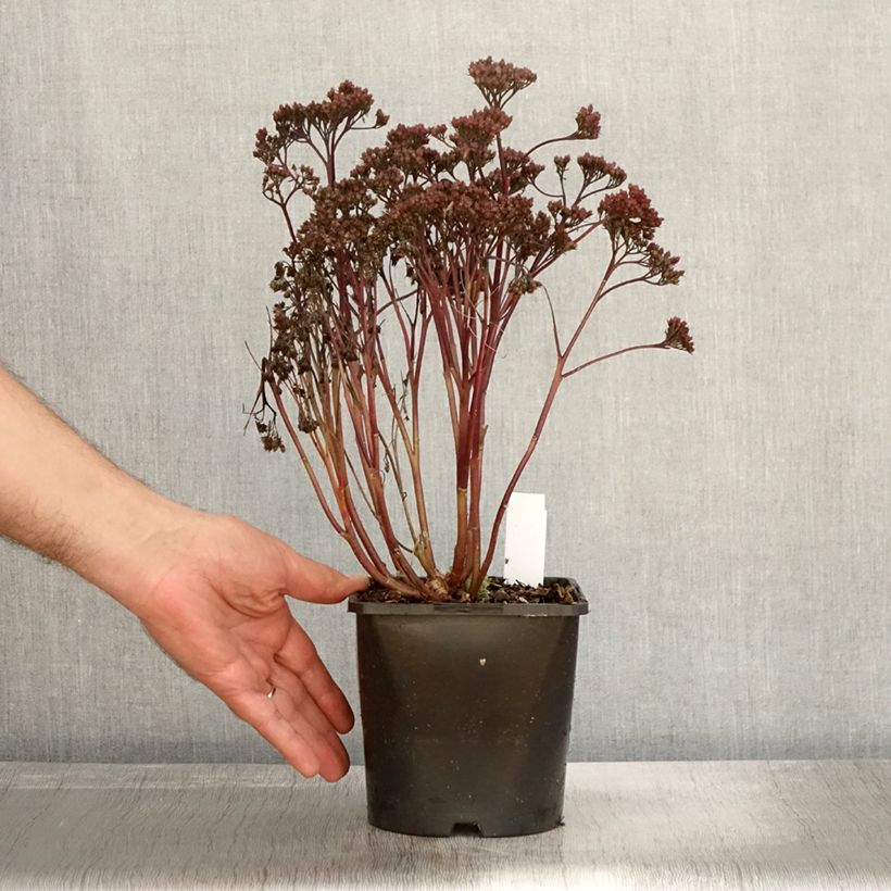 Exemplar von Fetthenne Purple Emperor - Sedum spectabile Topf mit 1,5L/2L wie im Herbst geliefert