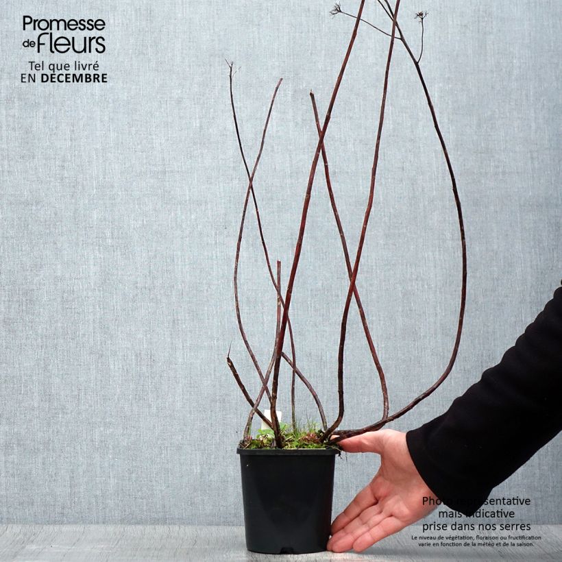 Exemplar von Fetthenne Purple Emperor - Sedum spectabile Topf mit 1,5L/2L wie im Winter geliefert