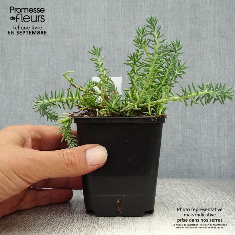 Exemplar von Fetthenne Blue Spruce - Sedum reflexum Kleine Töpfe von 8/9 cm wie im Herbst geliefert