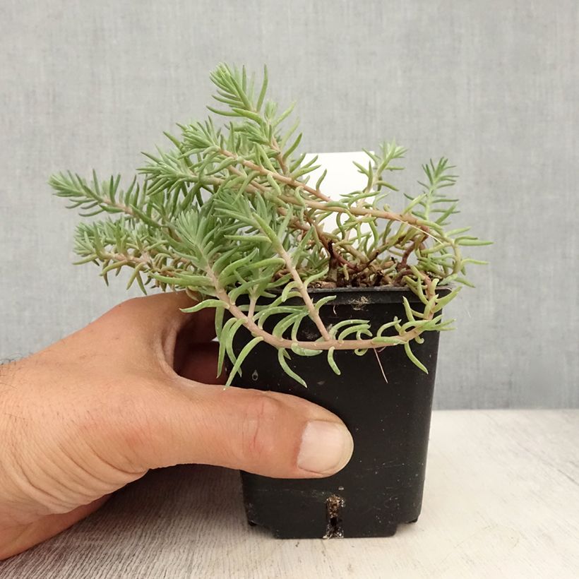 Exemplar von Fetthenne Blue Spruce - Sedum reflexum Kleine Töpfe von 8/9 cm wie im Sommer geliefert