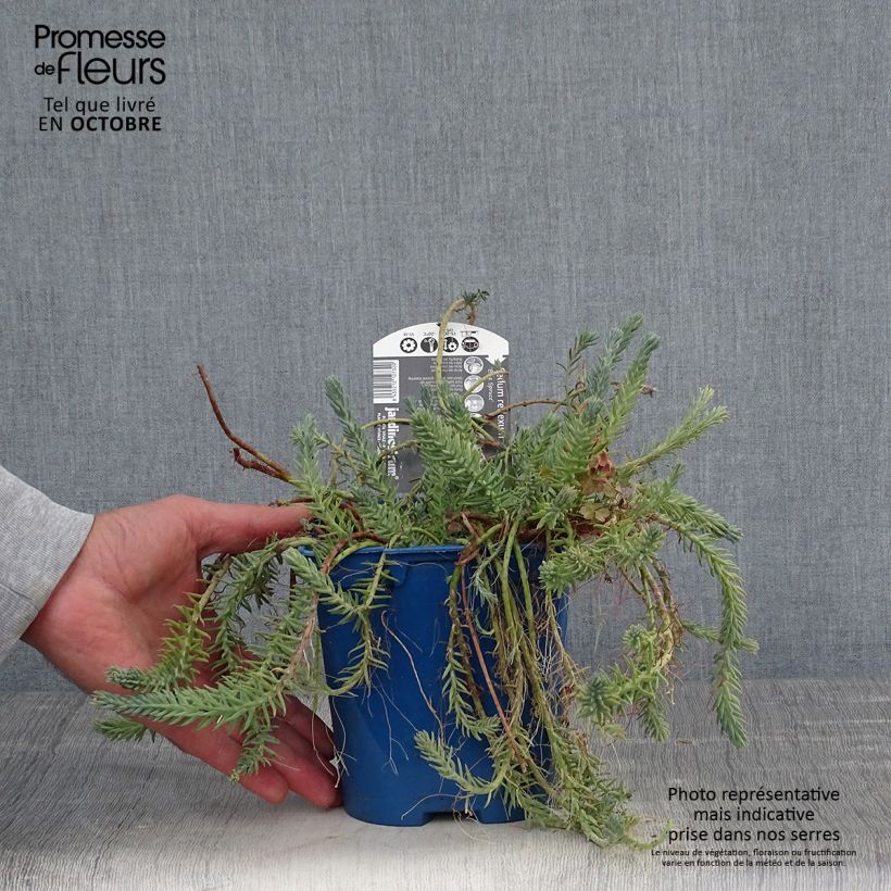 Exemplar von Fetthenne Blue Spruce - Sedum reflexum Topf mit 2L/3L wie im Herbst geliefert