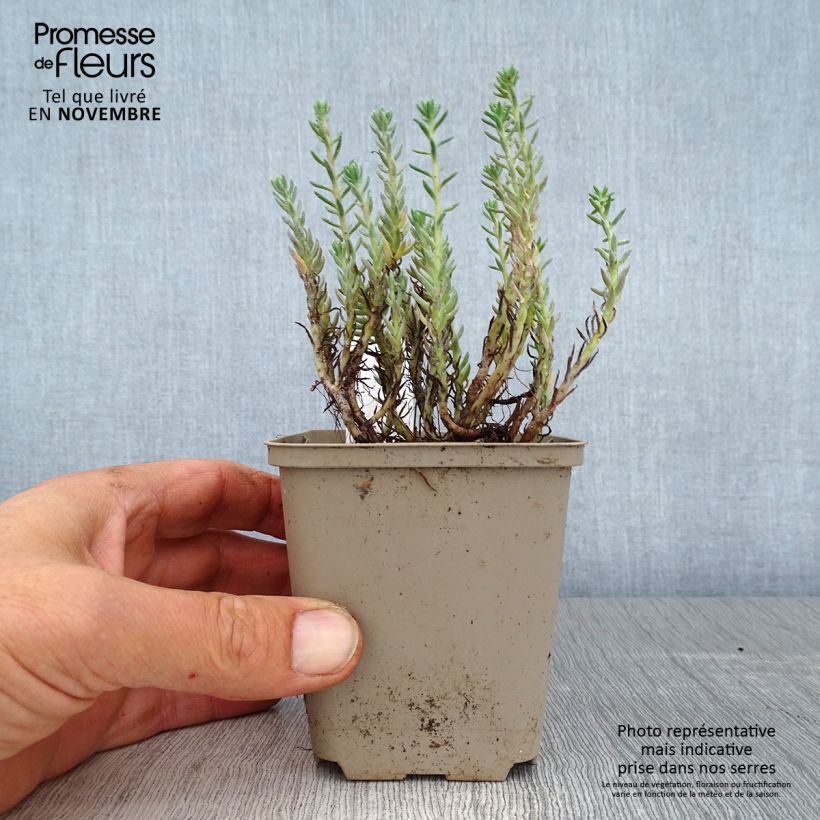 Exemplar von Fetthenne - Sedum reflexum Kleine Töpfe von 8/9 cm wie im Herbst geliefert